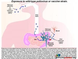 Exposure to wild type poliovirus or vaccine strain