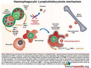 haemophagocytic-lymphohistiocytosis-mechanism