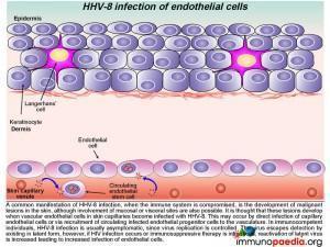 HHV-8 infection of endothelial cells