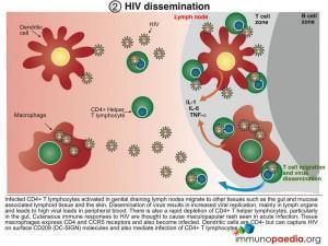 HIV dissemination