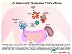 HIV dissemination to secondary lymphoid tissue