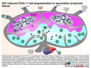 HIV induced CD4 T cell sequestration in secondary lymphoid tissue