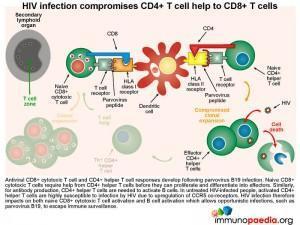 HIV infection compromises CD4 T cell help to CD8 T cells