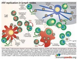 HIV replication in lymph nodes