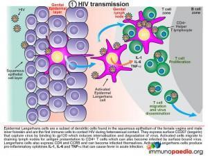 HIV transmission