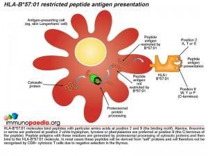 HLA-B 57 01 restricted-peptide antigen presentation