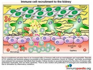 Immune cell recruitment to the kidney