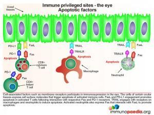 Immune privileged sites the eye apoptotic factors