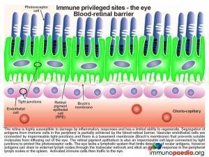 Immune privileged sites the eye blood-retinal barrier