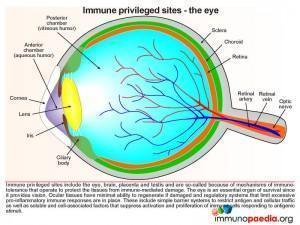 Immune privileged sites the - eye