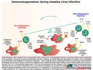 immunosuppression-during-measles-virus-infection