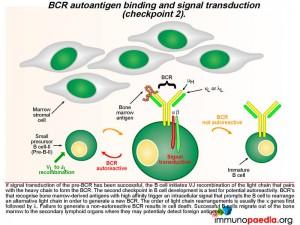 BCR autoantigen binding and signal transduction checkpoint2