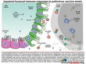 Impaired humoral immune response to poliovirus vaccine strain