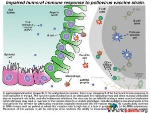 Impaired humoral immune response to poliovirus vaccine strain