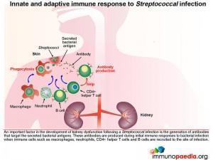 Innate and adaptive immune response to Streptococcal infection
