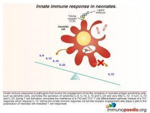 Innate immune response in neonates