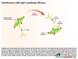 Interference with IgA1 antibody effeicacy