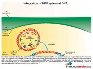 Intergration of HPV episomal DNA