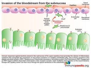 Invasion of the bloodstream from the submucosa