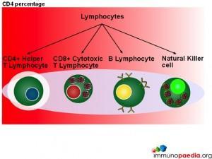 lymphocyte