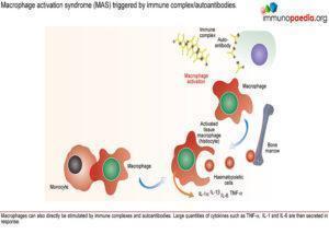 macrophage activation syndrome_Page_2.1