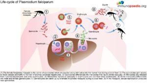 plasmodium falciparum