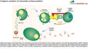 malaria_Page_4