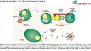 malaria_Page_5