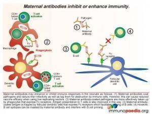 Maternal antibodies inhibit or enhance immunity