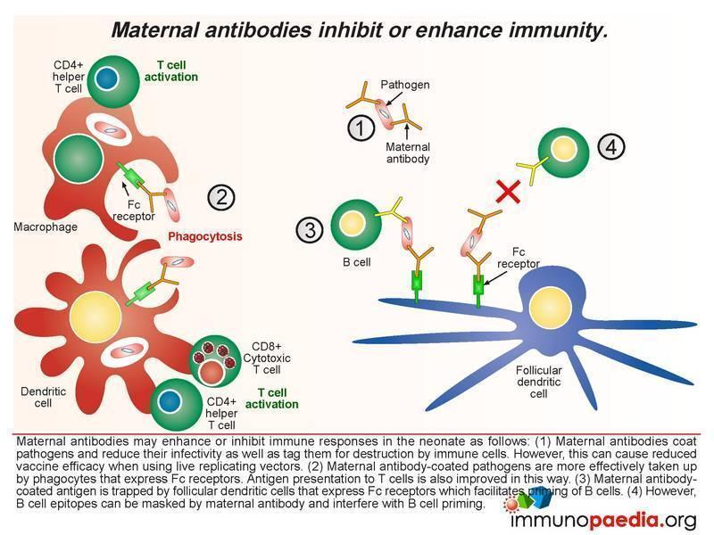 maternal-antibodies-inhibit-or-enhance-i