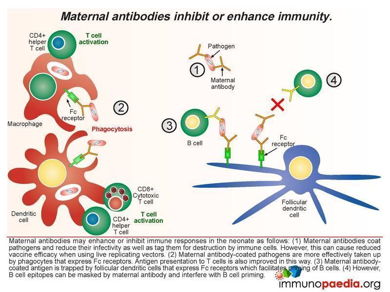 Top Acne Treatments Is All About The Immune System