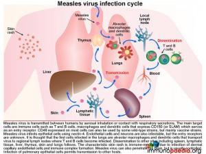 measles-virus-infection-cycle