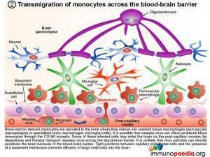 measles-virus-infection-of-macrophages-microglial-cells-and-neurons