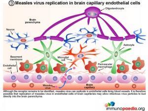 measles-virus-replication-in-brain-capillary-endothelial-cells