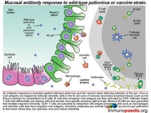 Mucosal antibody response to wild-type poliovirus or vaccine strain