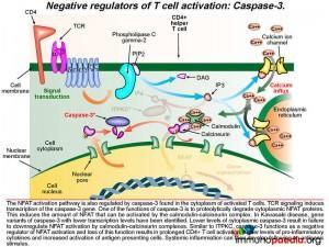 Negative regulators of T cell activation Caspase-3