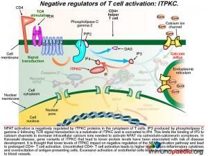 Negative regulators of T cell activation ITPKC