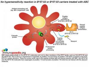 No hypersensitivity reaction in B-57-02 or B-57-03 carriers treated with ABC
