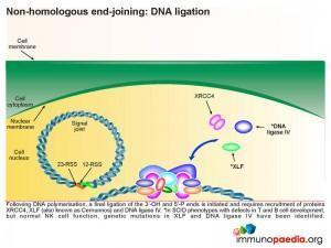 Non homologous end joining DNA ligation