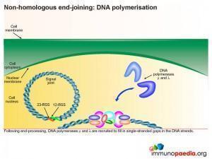 Non homologous end joining dna polymerisation