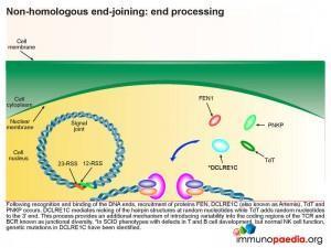 Non homologous end joining end processing