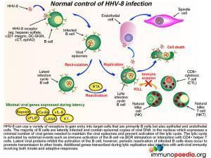Normal control of HHV-8 infection