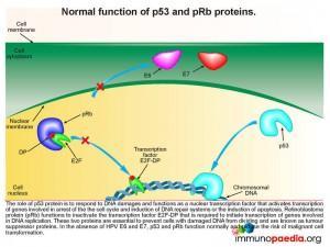 Normal function of p53 and pRb proteins