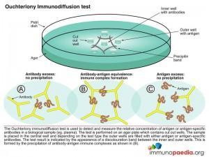 oucterlony-immunodiffusion-test