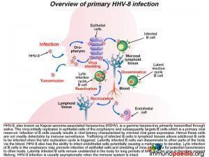 Overview of primary HHV-8 infection