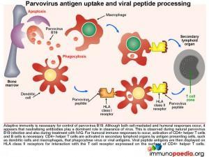 Parvovirus antien uptake and viral peptide processing