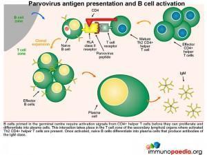 Parvovirus antigen presentation and B cell activation