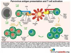 Parvovirus antigen presentation and T cell activation