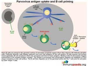 Parvovirus antigen uptake and B cell priming