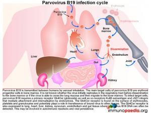 Parvovirus B19 infection cycle